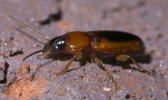 Stenolophus dissimilis