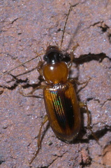 Stenolophus dissimilis