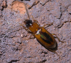 Stenolophus dissimilis