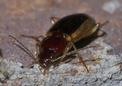 Agonum pallipes