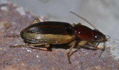 Agonum pallipes