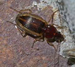 Agonum pallipes