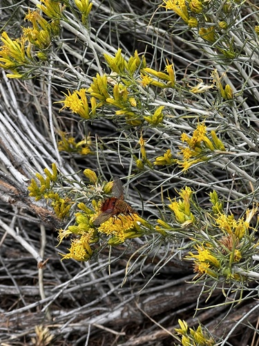Unknown species found near York Rd, Helena, MT, US