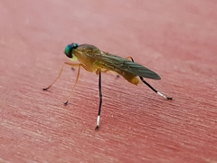 Ptecticus testaceus