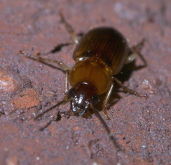 Stenolophus plebejus