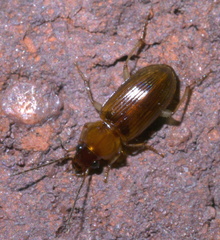 Stenolophus plebejus