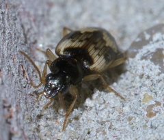 Tetragonoderus fasciatus