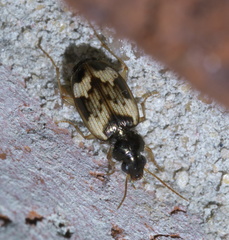 Tetragonoderus fasciatus