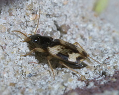 Tetragonoderus fasciatus
