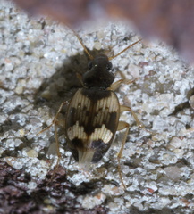 Tetragonoderus fasciatus