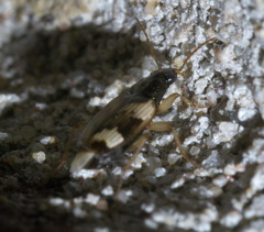 Tetragonoderus fasciatus