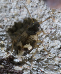 Tetragonoderus fasciatus