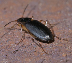 Tetraleucus picticornis