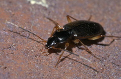 Tetraleucus picticornis