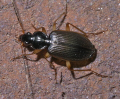 Tetraleucus picticornis