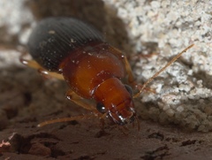 Trichotichnus dichrous