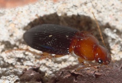 Trichotichnus dichrous