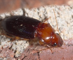 Trichotichnus dichrous