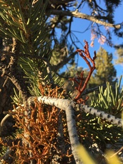 Arceuthobium divaricatum