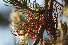 Arceuthobium divaricatum