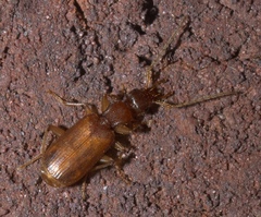 Zuphioides
