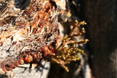 Arceuthobium divaricatum