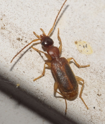 Zuphioides americanum