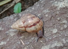 Lissachatina fulica
