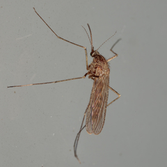 Culiseta inornata