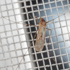 Culiseta inornata