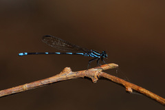 Argia adamsi