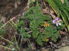 Pelargonium hirtum