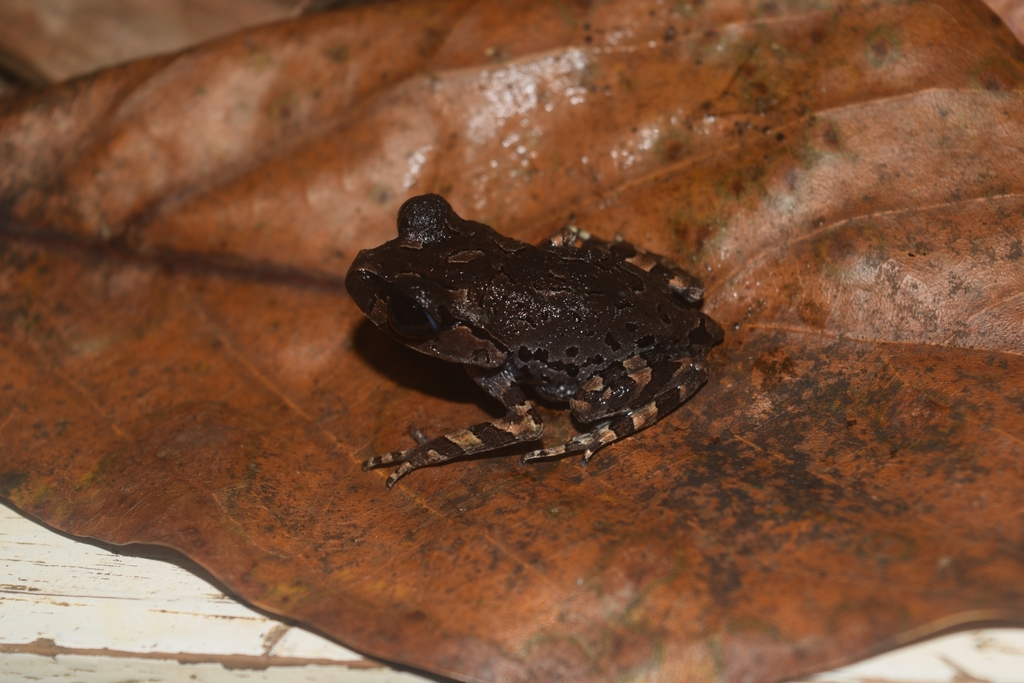 Mindoro Litter Frog