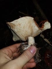 Tricholoma