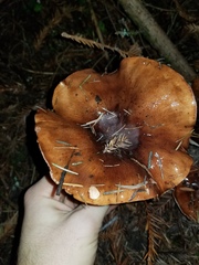Tricholoma