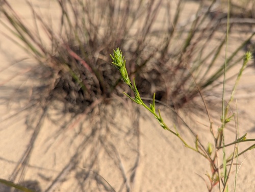 Pallas' Bugseed (Corispermum pallasii)