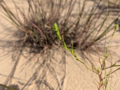 Corispermum pallasii, photograph (c) Ryan Sorrells, some rights reserved (CC BY)