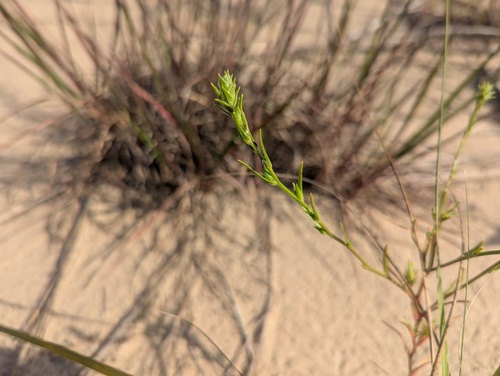 Corispermum pallasii, photograph 5