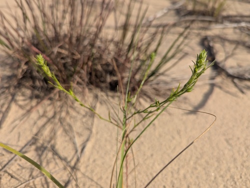 Corispermum pallasii, photograph 6