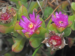 Ruschia rubricaulis