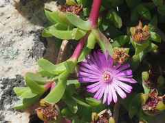 Ruschia rubricaulis