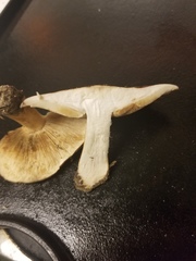 Tricholoma