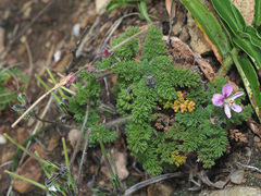 Pelargonium hirtum