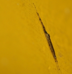 Styringomyia