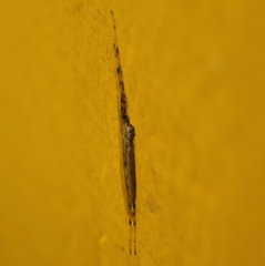 Styringomyia