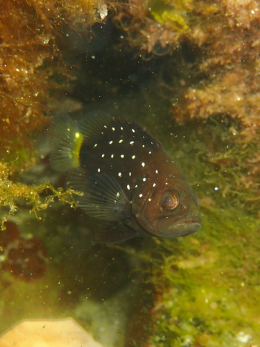 Grouper (Hyporthodus niveatus) — Serranidae — 4
