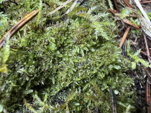 Fuscocephaloziopsis pleniceps, 2025-09-13