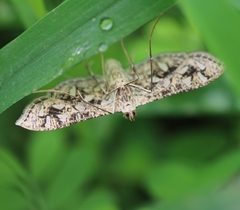 Nausinoe geometralis