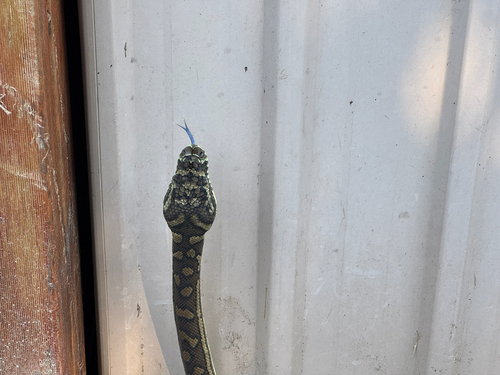 Coastal Carpet Python sighting