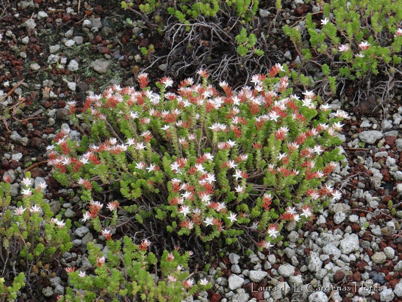 Sedum moranense
